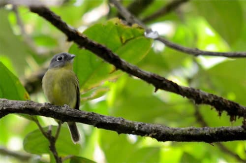 Gray-headed Piprites