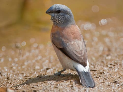 Gray-headed Silverbill