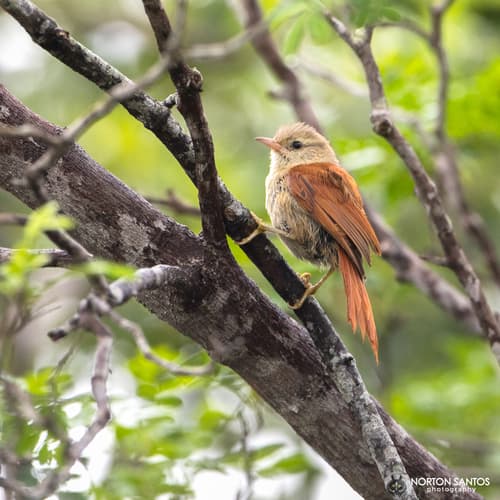 Gray-headed Spinetail