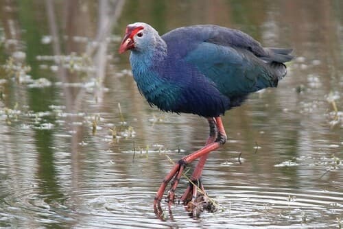 Gray-headed Swamphen