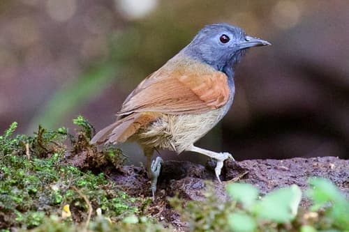 Gray-hooded Babbler