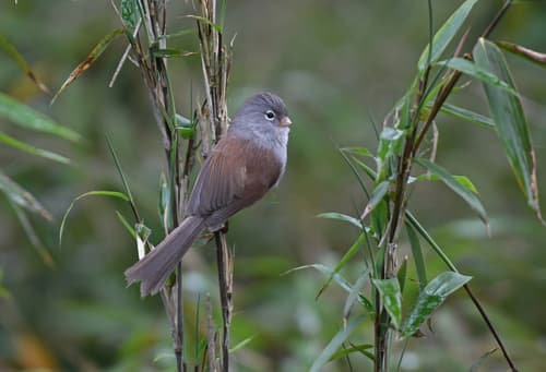 Gray-hooded Parrotbill
