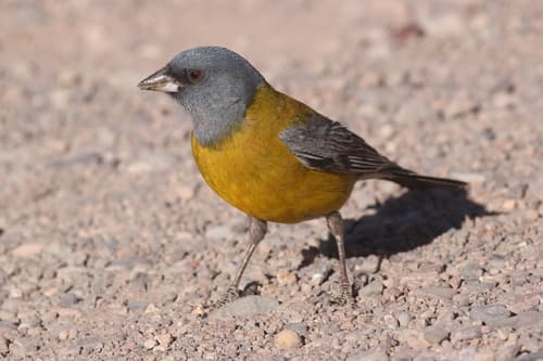 Gray-hooded Sierra-Finch