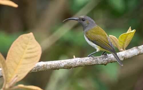Gray-hooded Sunbird