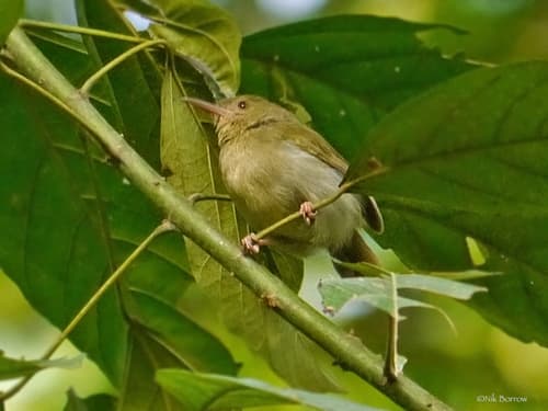 Gray Longbill