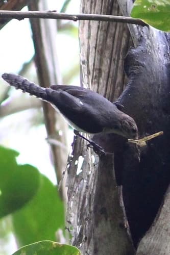 Gray-mantled Wren