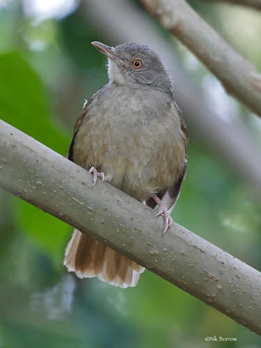 Gray-olive Greenbul