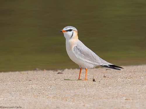 Gray Pratincole