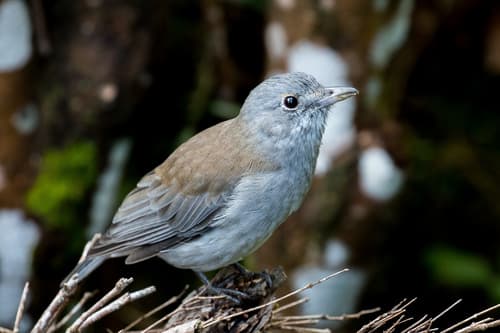 Gray Shrikethrush