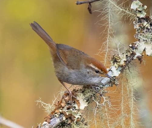 Gray-sided Bush Warbler