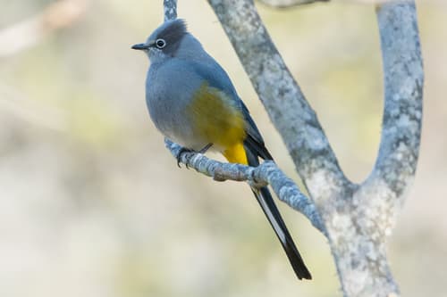 Gray Silky-flycatcher