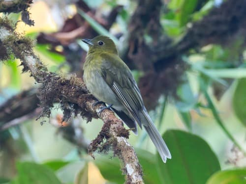 Gray-tailed Piha