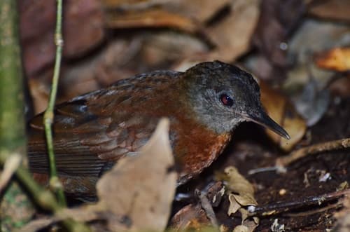 Gray-throated Leaftosser