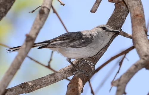 Gray Tit-Flycatcher