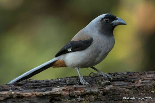 Gray Treepie