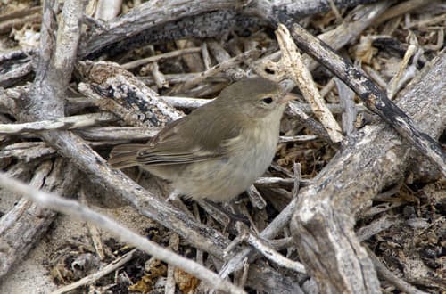 Gray Warbler-Finch