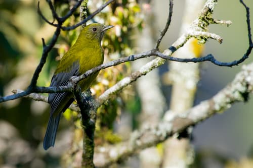 Gray-winged Cotinga