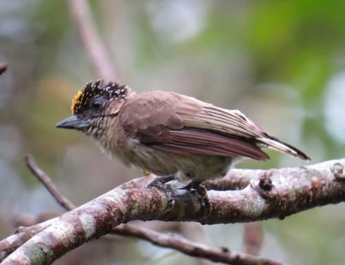 Grayish Piculet