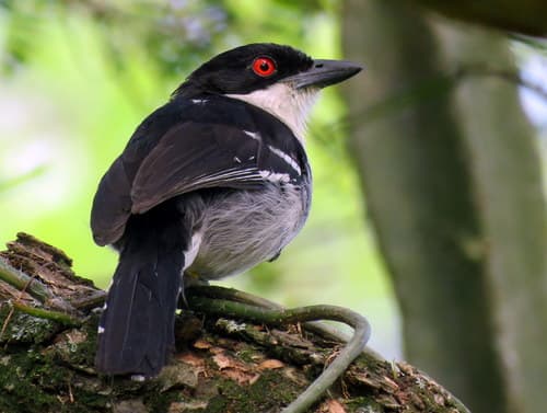Great Antshrike