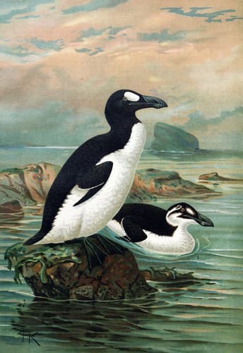 Great Auk