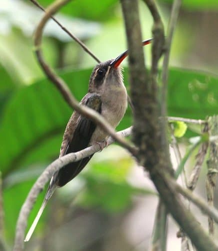 Great-billed Hermit