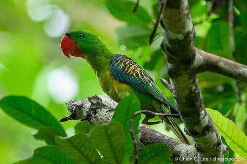 Great-billed Parrot
