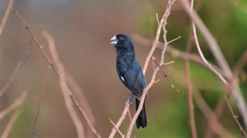 Great-billed Seed-Finch