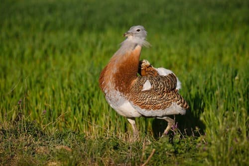 Great Bustard