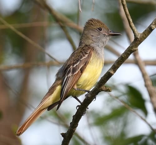 Great Crested Flycatcher