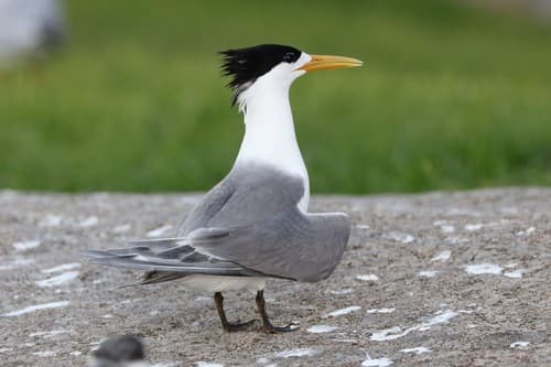 Great Crested Tern