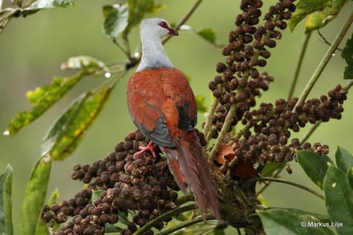 Great Cuckoo-Dove