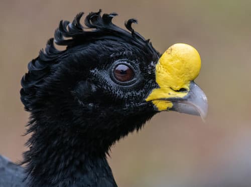 Great Curassow