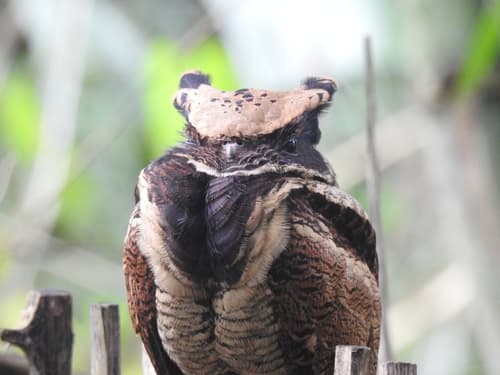 Great Eared-Nightjar
