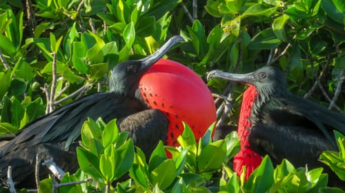 Great Frigatebird
