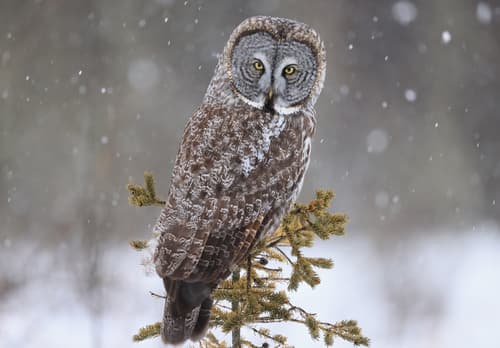 Great Gray Owl