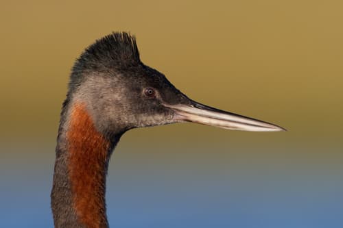 Great Grebe