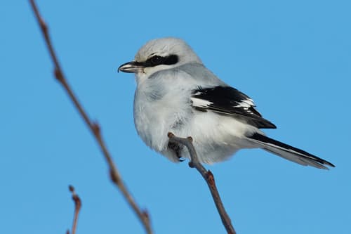 Great Grey Shrike