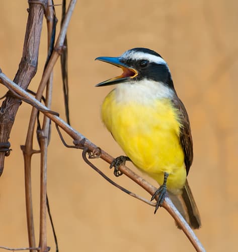 Great Kiskadee