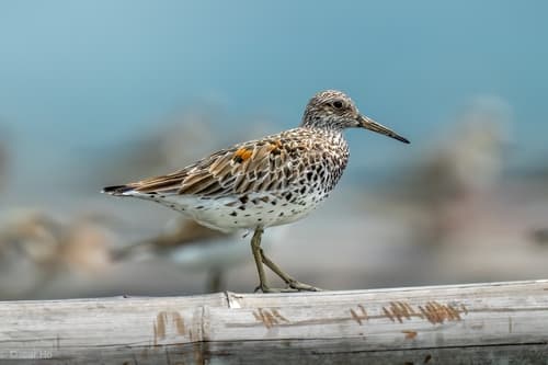 Great Knot