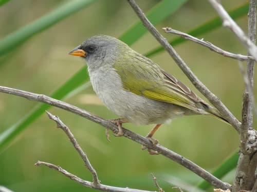 Great Pampa-Finch