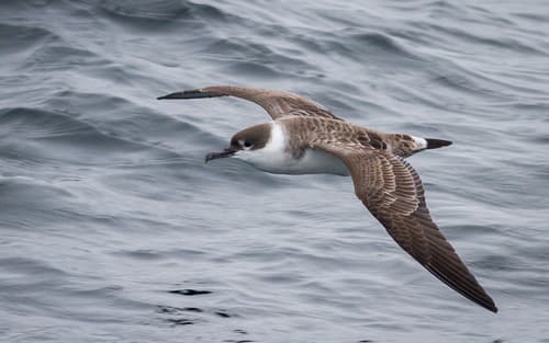 Great Shearwater