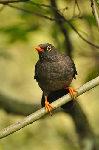 Great Thrush