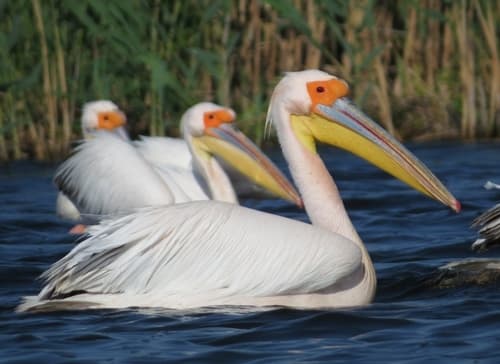 Great White Pelican