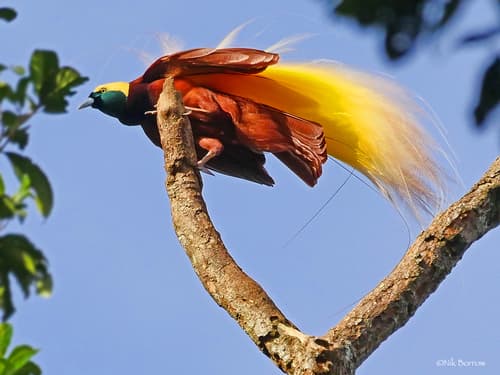 Greater Bird-of-Paradise