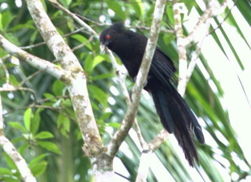 Greater Black Coucal