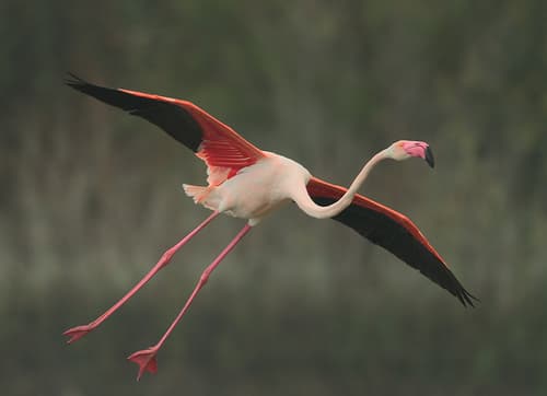 Greater Flamingo