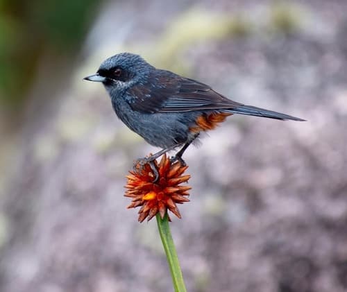 Greater Flowerpiercer