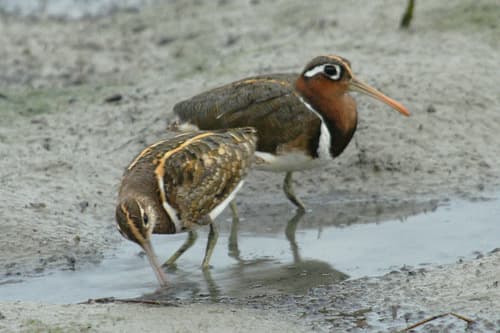 Greater Painted-Snipe