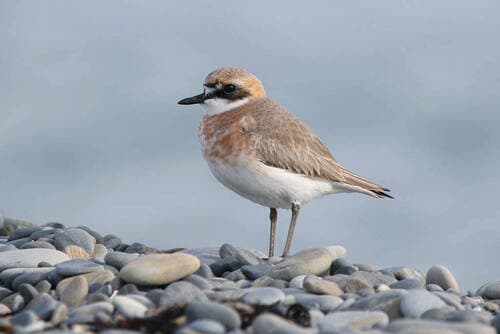 Greater Sand-Plover