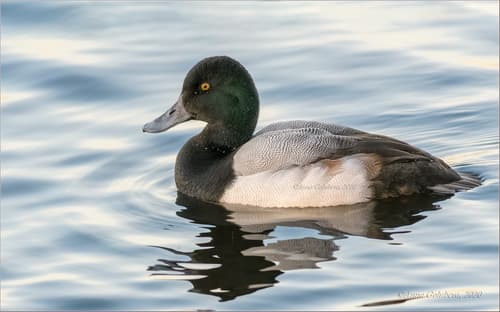 Greater Scaup